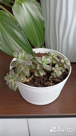 Суккуленты