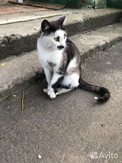 Отдам кота в добрые руки