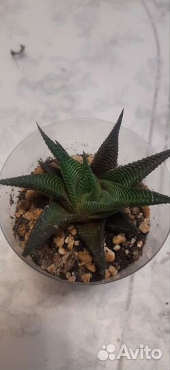 Суккуленты эхеверия