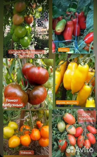 Семена сортовых томатов