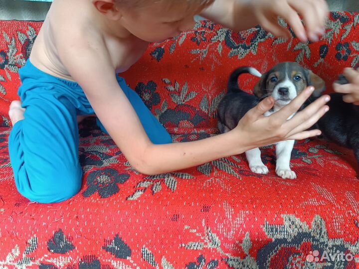 Щенки мелкая порода