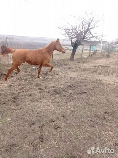 Арабские лошади