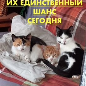 Котята. Две девочки остались, шанс для них