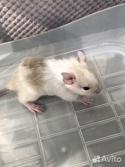 Дегу цветные из питомника