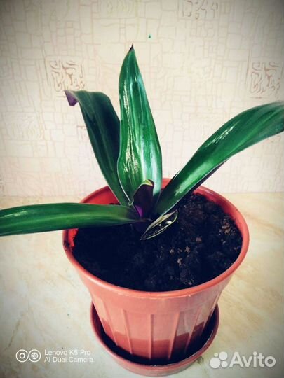 Традесканция рео