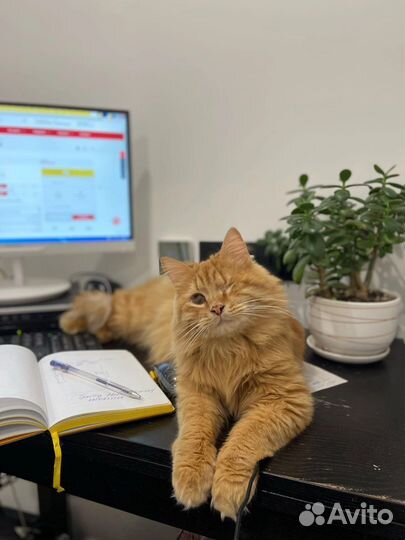 Рыжий кот в добрые руки