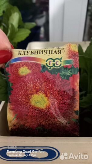 Рассада астр