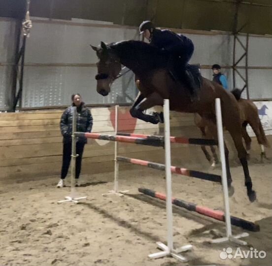 Кобыла конкур