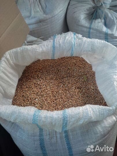 Зерно пшеница