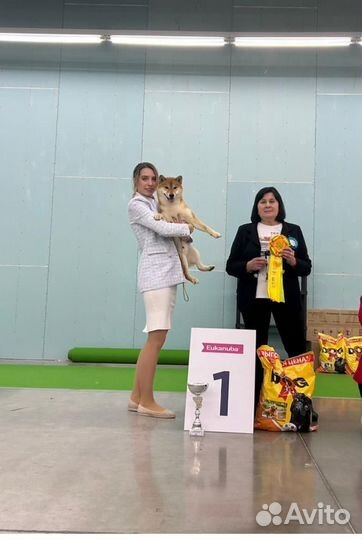 Вязка Сиба ину кобель