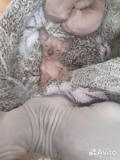Донской сфинкс котята