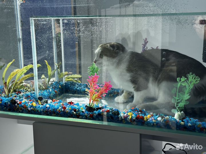 Аквариум с местом для кота