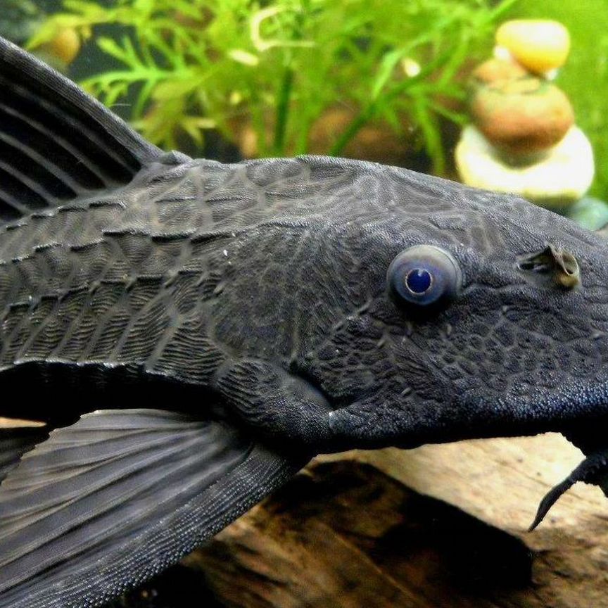 Плекостомус - Hypostomus plecostomus 5см