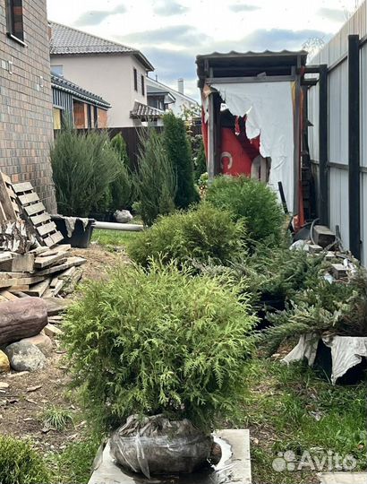 Можжевельник Андорра Компакт