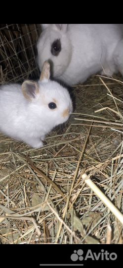 Декоративные кролики