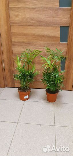 Пальма Хризалидокарпус, Хамедория