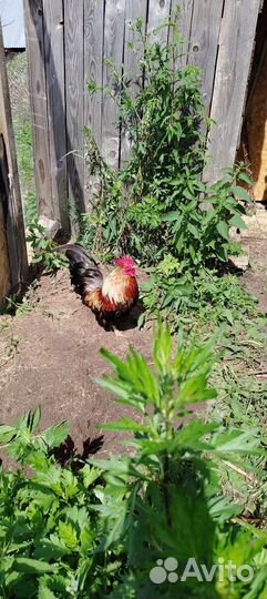 Малазийская серама