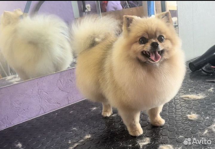 Стрижка собак и кошек, груминг, уход за питомцем