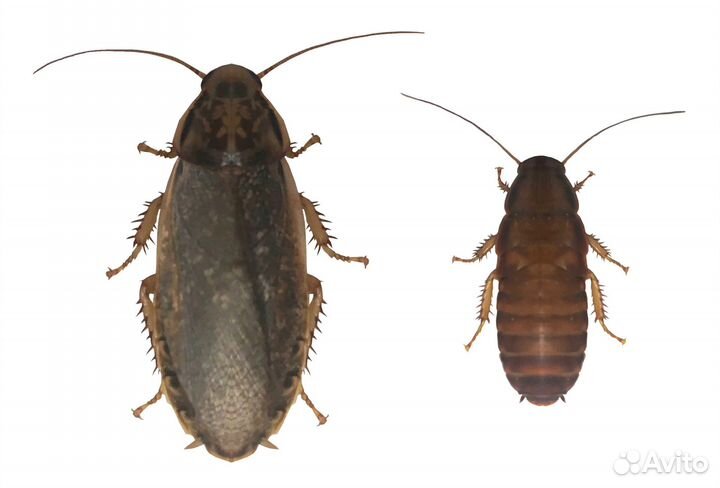 Мраморный таракан