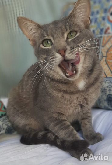 Спасите левку