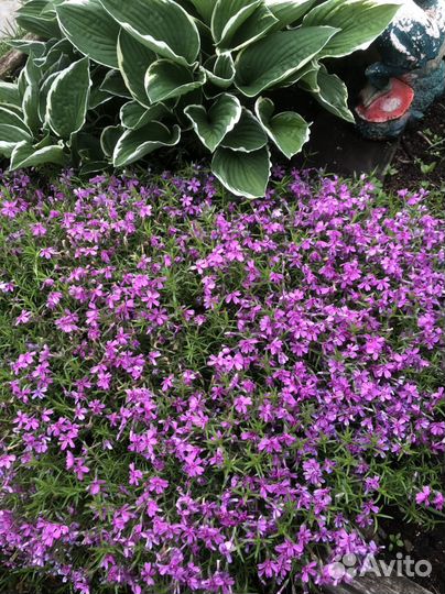 Многолетники