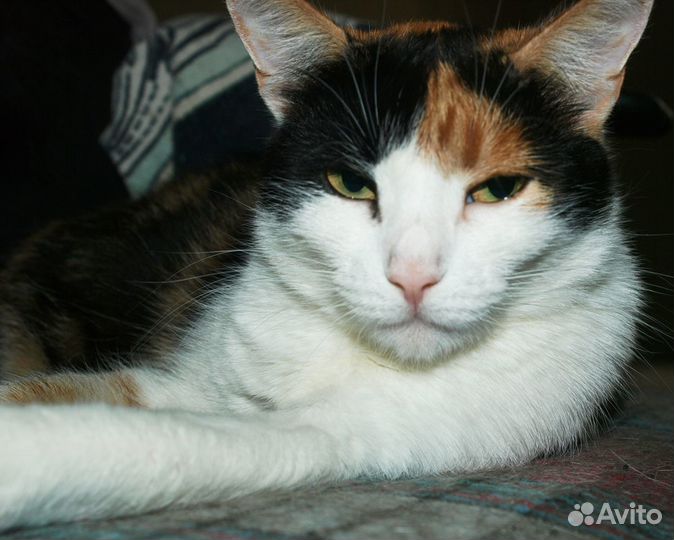 Трехцветная кошка Ника, 4 года, привита, стерильна