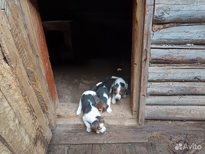 Щенки русской пегой гончей