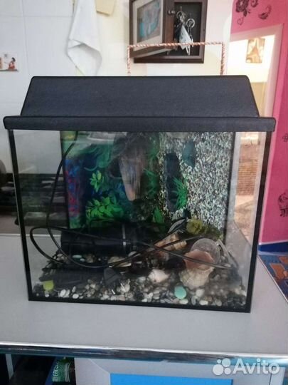 Аквариум