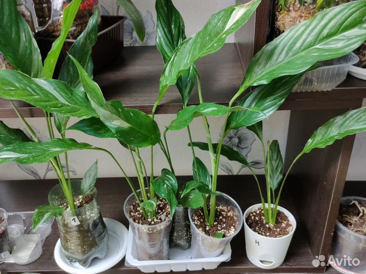 Спатифиллум Домино вариегатный