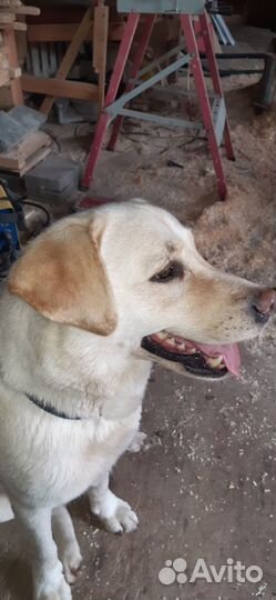 Найдена собака лабрадор девочка