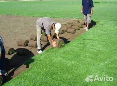 Газон рулонный