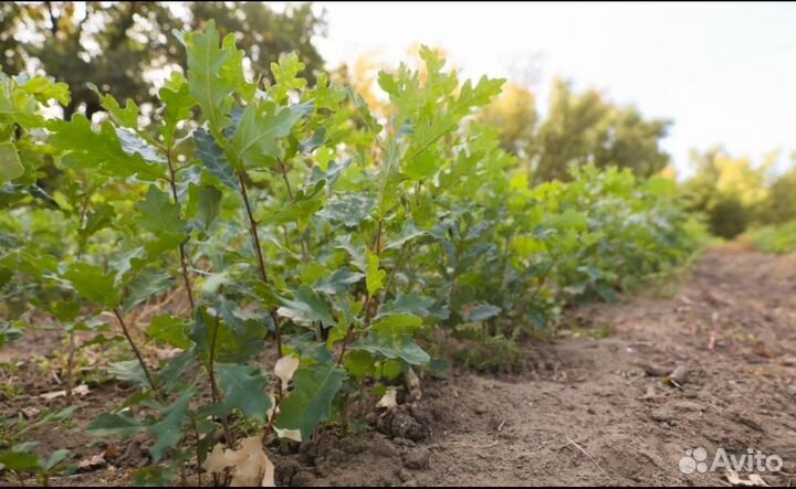 Саженцы сосны дуба клена