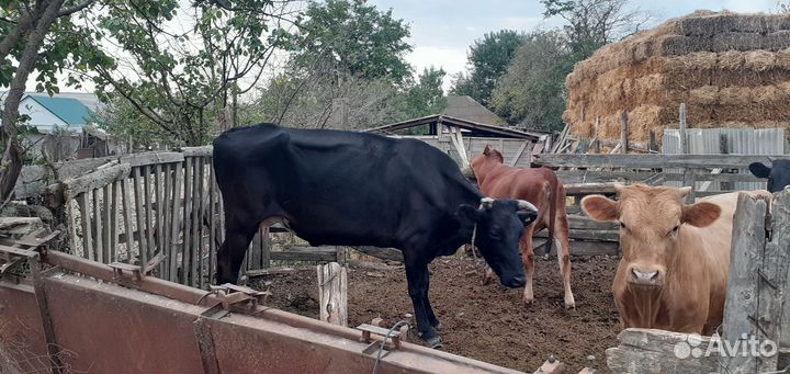 Корова высокоудойная