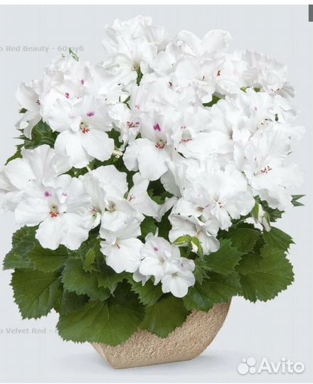 Комнатные растения - хойа, пеларгония, декабрист