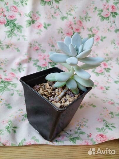 Суккуленты