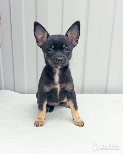 Той-терьер щенки