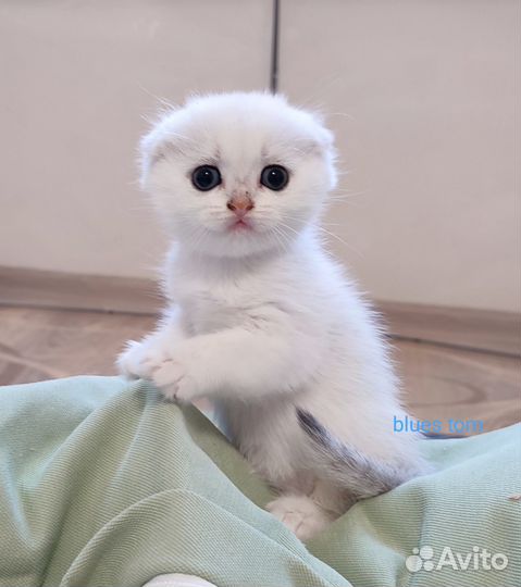 Шотландская вислоухая малышка