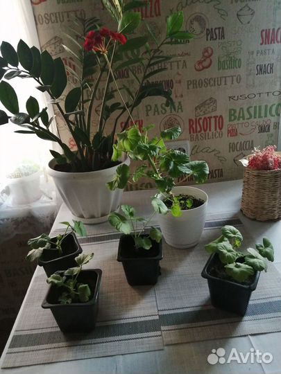 Молодая герань