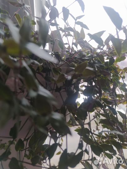 Геникулата таитянская, свадебная фата