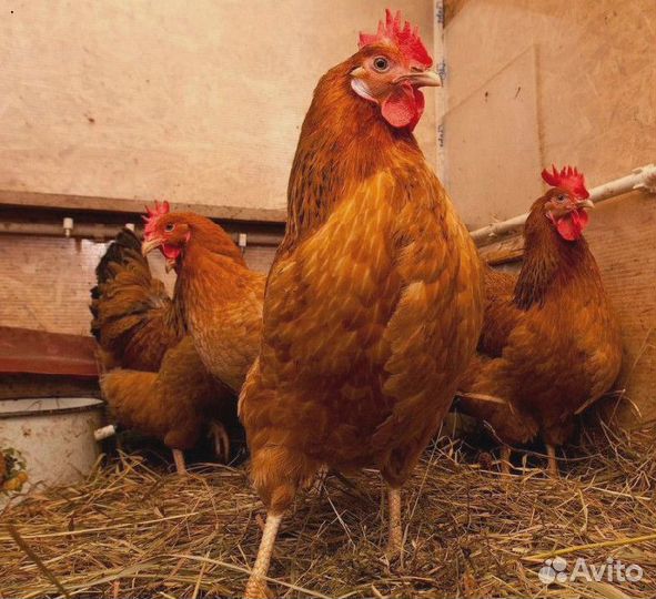 Кура несушка