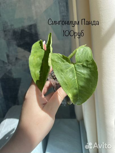 Сингониумы