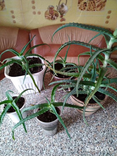 Комнатные цветы