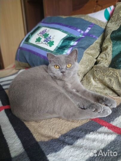 Британская