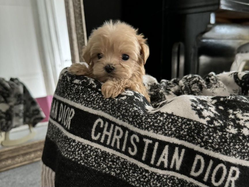 Dior maltipoo mini f1 эксклюзив