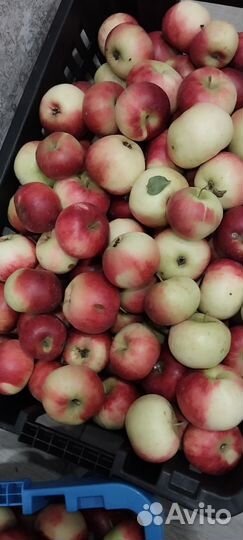 Яблоки домашние. Москва