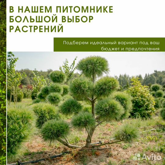 Сосна веймутова Radiata