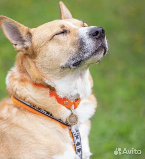 Собака очень ждет своего человека