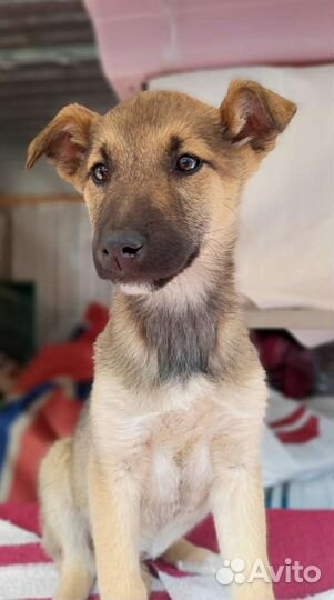 Щенок Груша