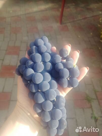 Виноград Изабелла