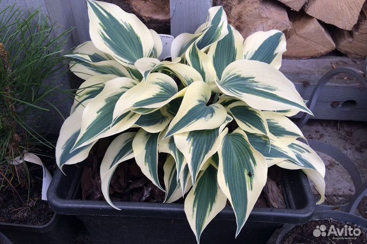 Хоста растение